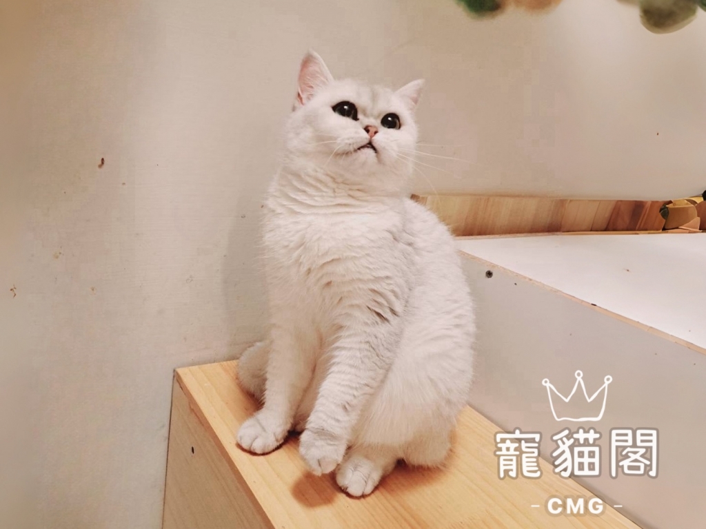 媽媽♀黛拉-銀漸層