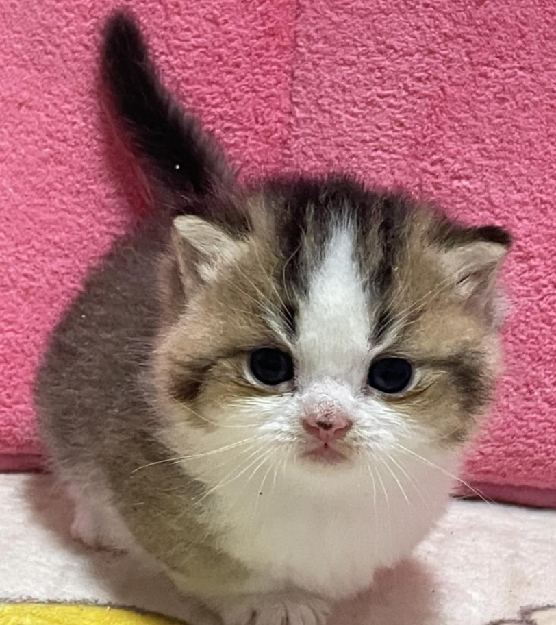 曼赤肯幼貓