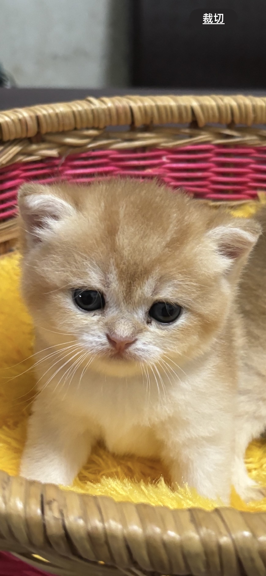 金漸層英短