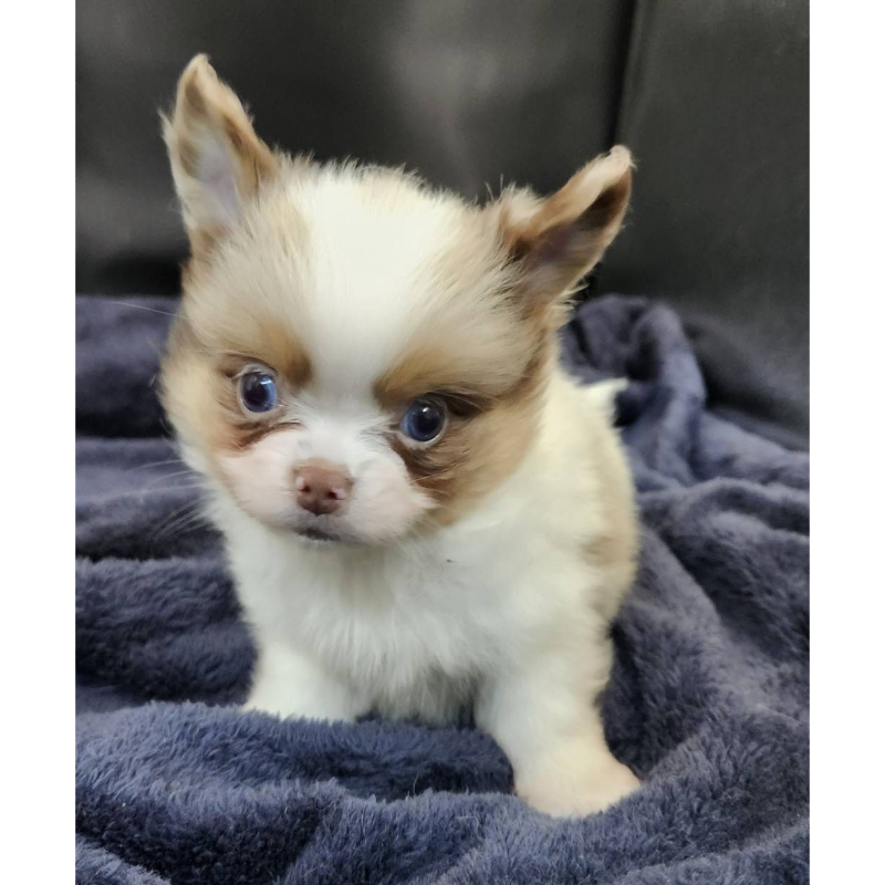 漂亮長毛吉娃娃