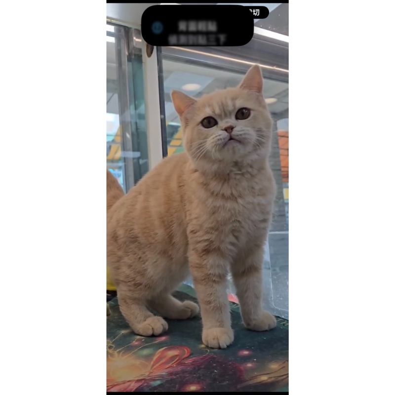 英短（金漸層）