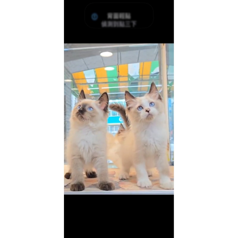 布偶貓