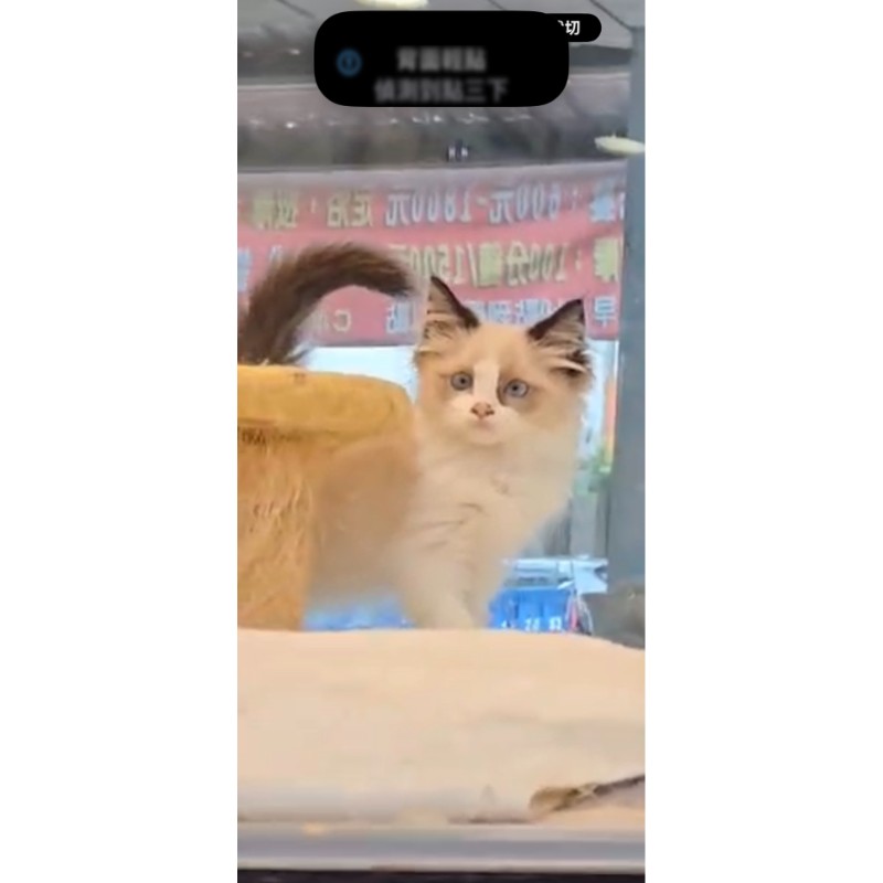 布偶貓