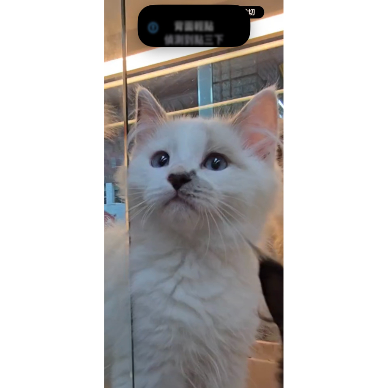越來越美的布偶貓