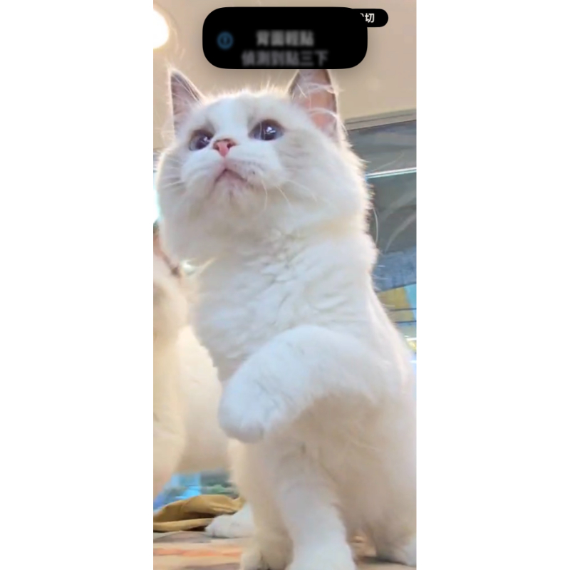 越來越美的布偶貓