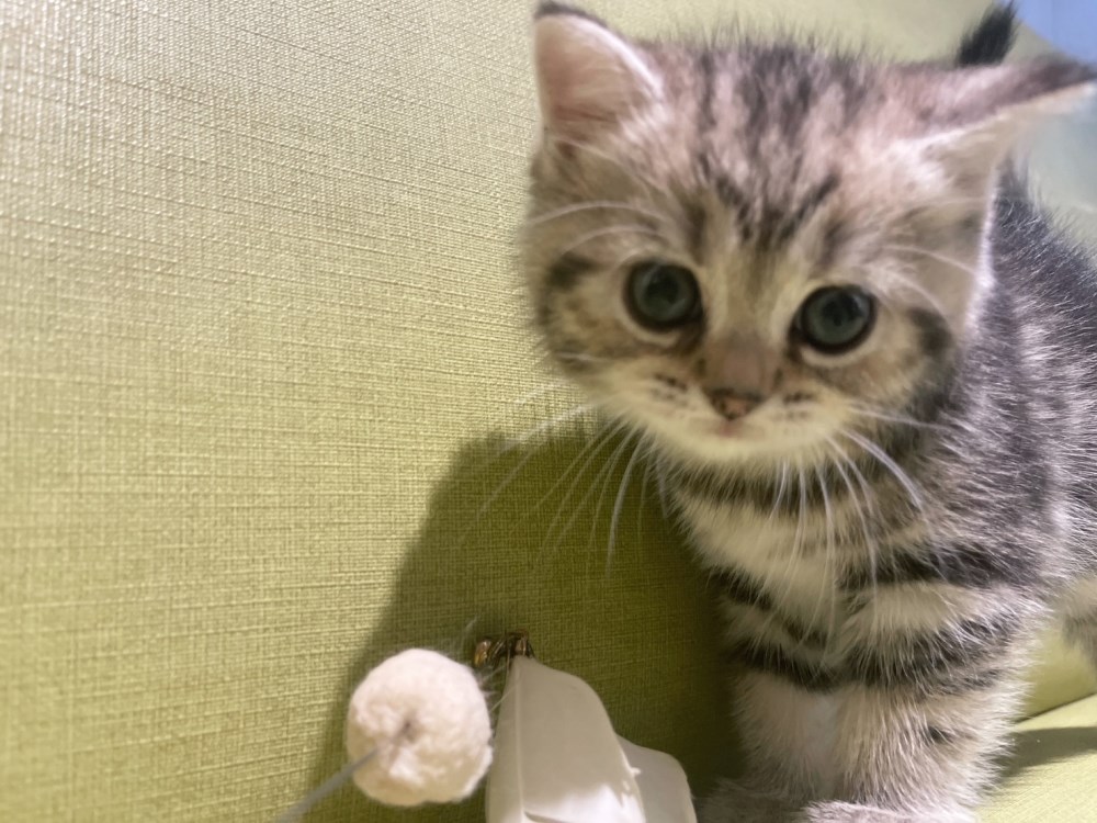 英短貓-英短幼貓買賣,台北英短幼貓買賣