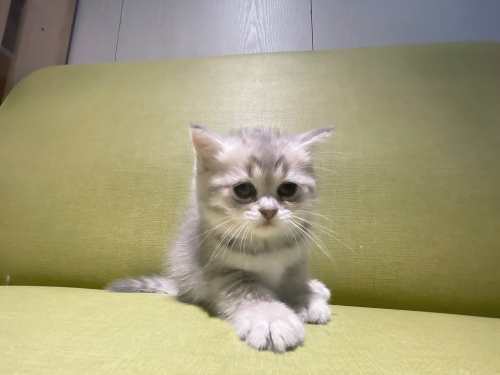 英短貓-英短幼貓買賣,台北英短幼貓買賣