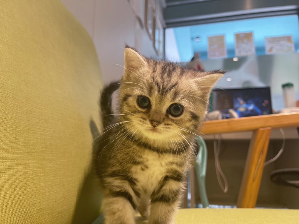 英短貓-英短幼貓買賣,台北英短幼貓買賣