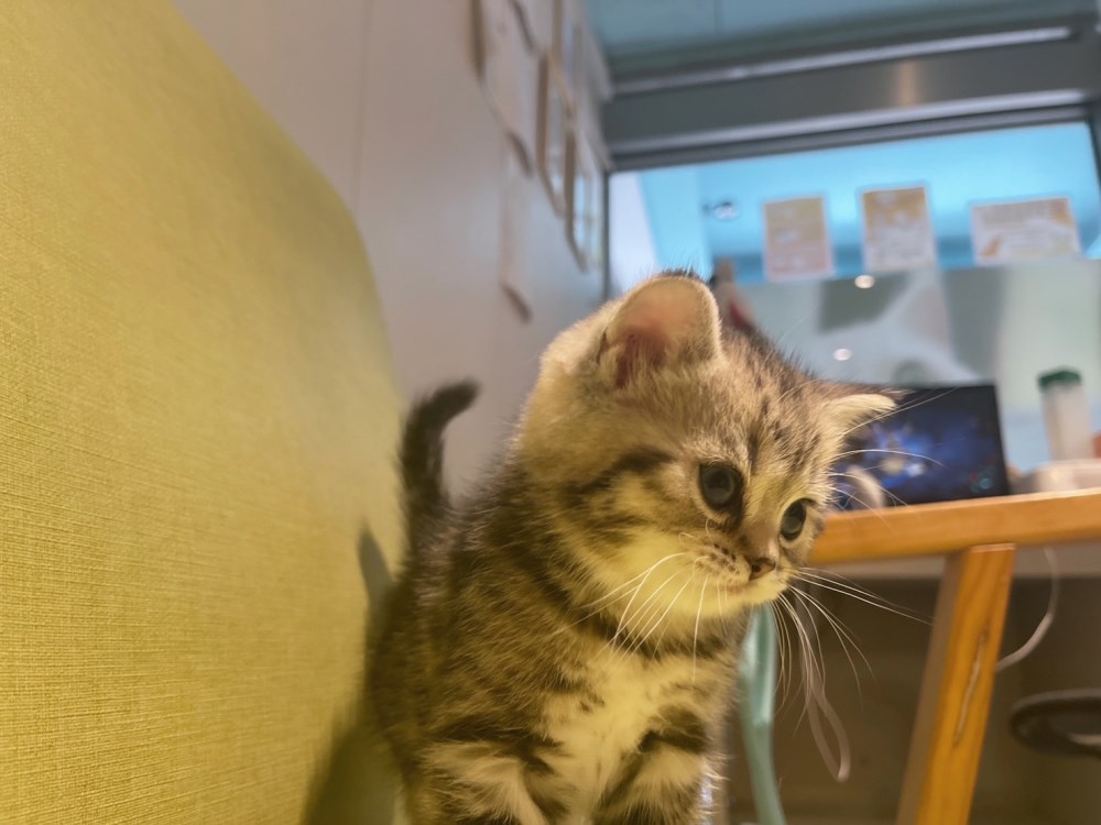 英短貓-英短幼貓買賣,台北英短幼貓買賣