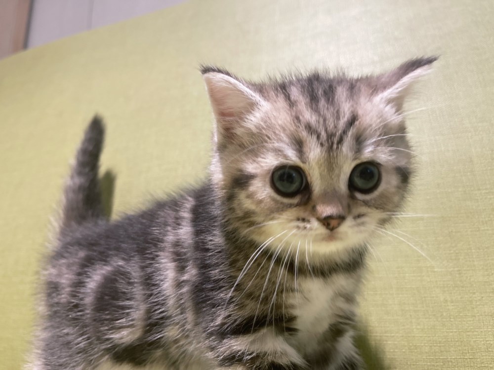 英短貓-英短幼貓買賣,台北英短幼貓買賣