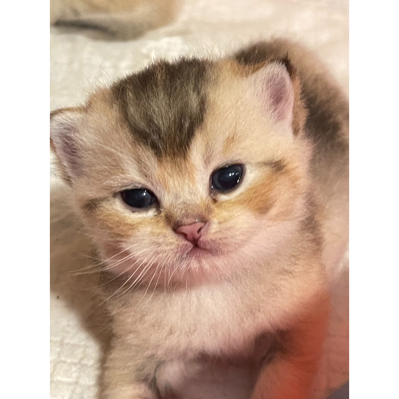 英短貓-英短幼貓買賣,台北英短幼貓買賣