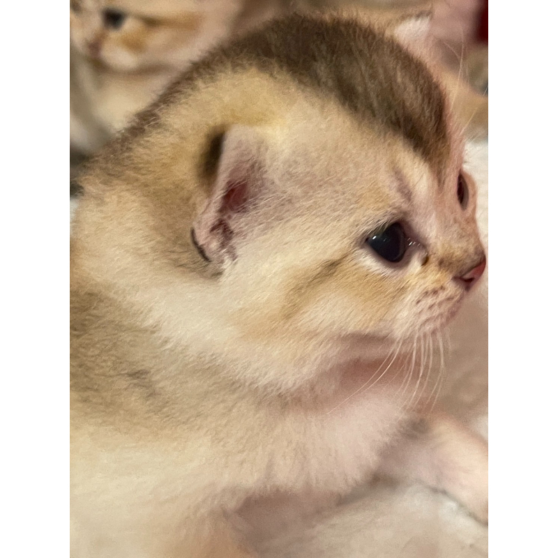 英短貓-英短幼貓買賣,台北英短幼貓買賣