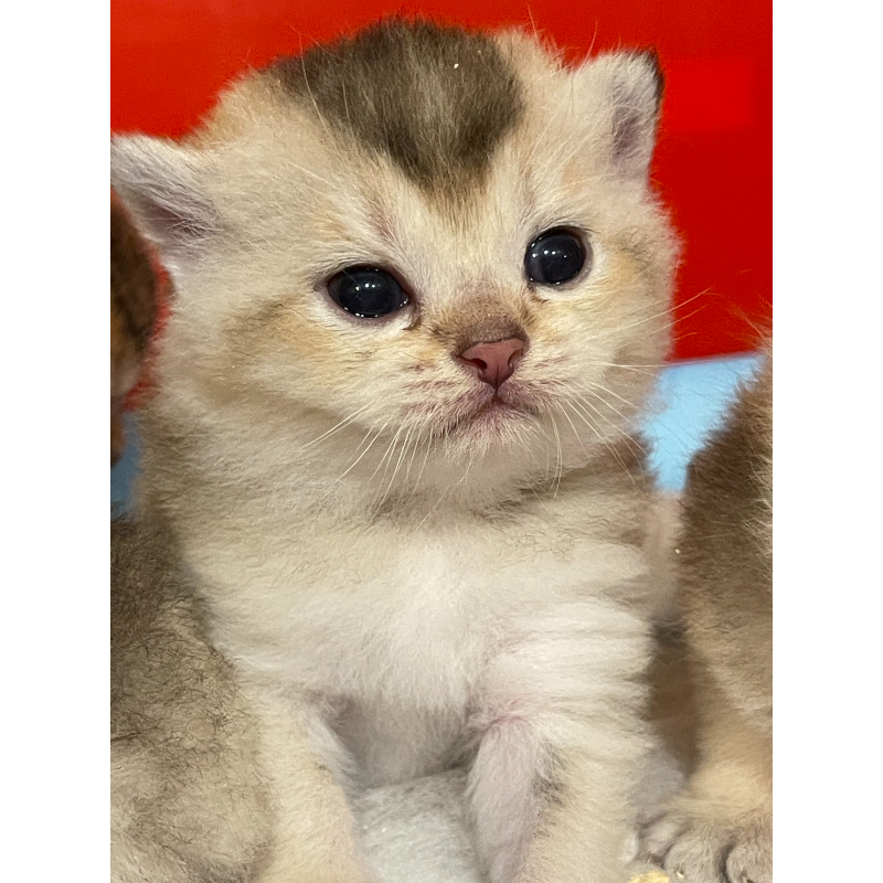 英短貓-英短幼貓買賣,台北英短幼貓買賣