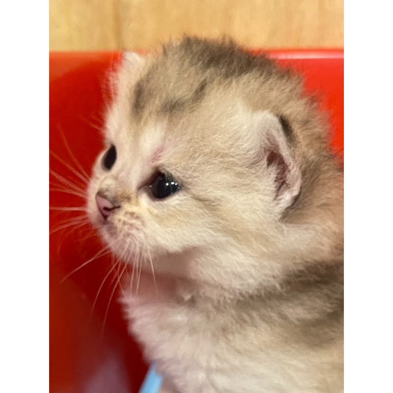 英短貓-英短幼貓買賣,台北英短幼貓買賣