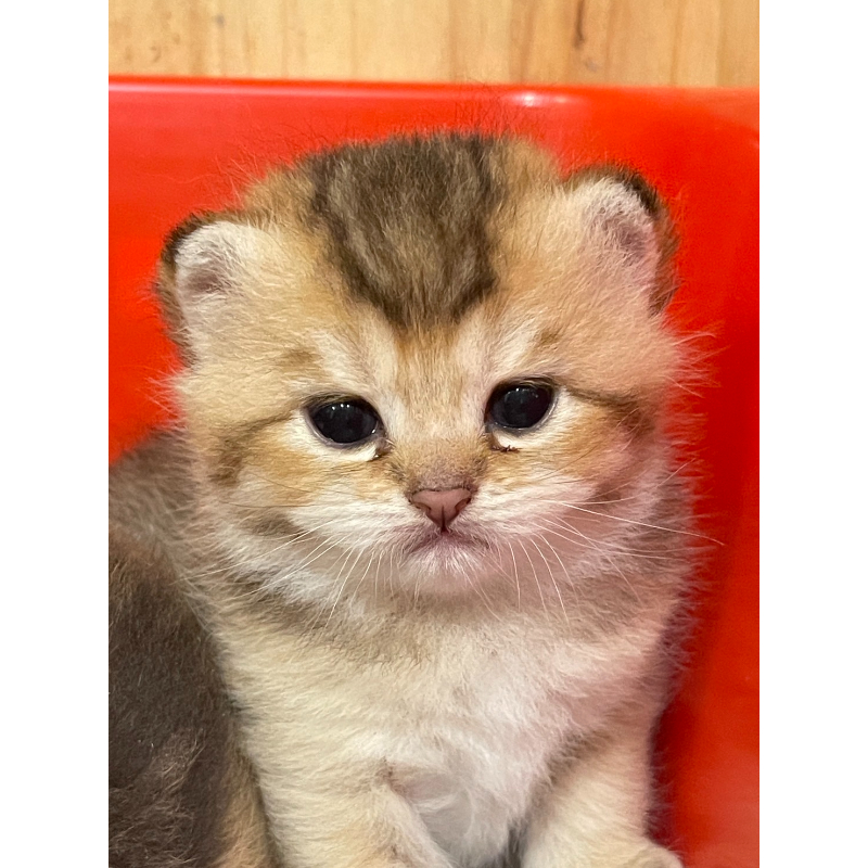 英短貓-英短幼貓買賣,台北英短幼貓買賣