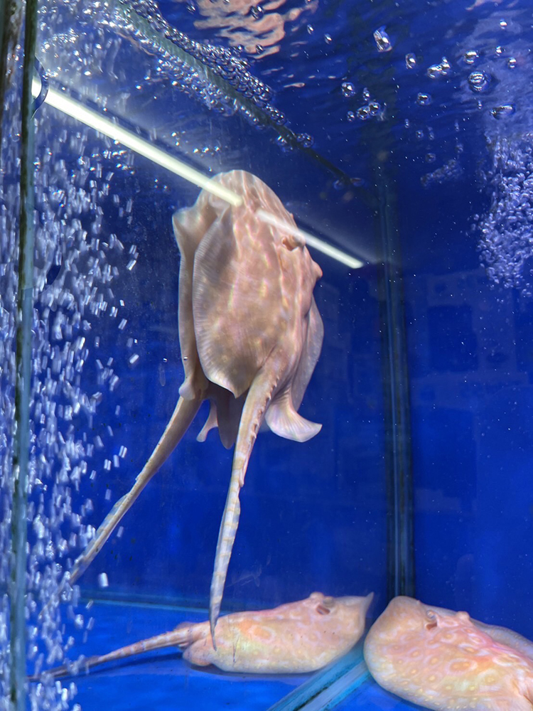 白子魟魚