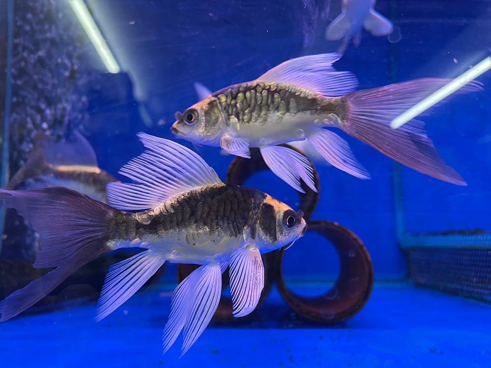 雅瑪龍鯉