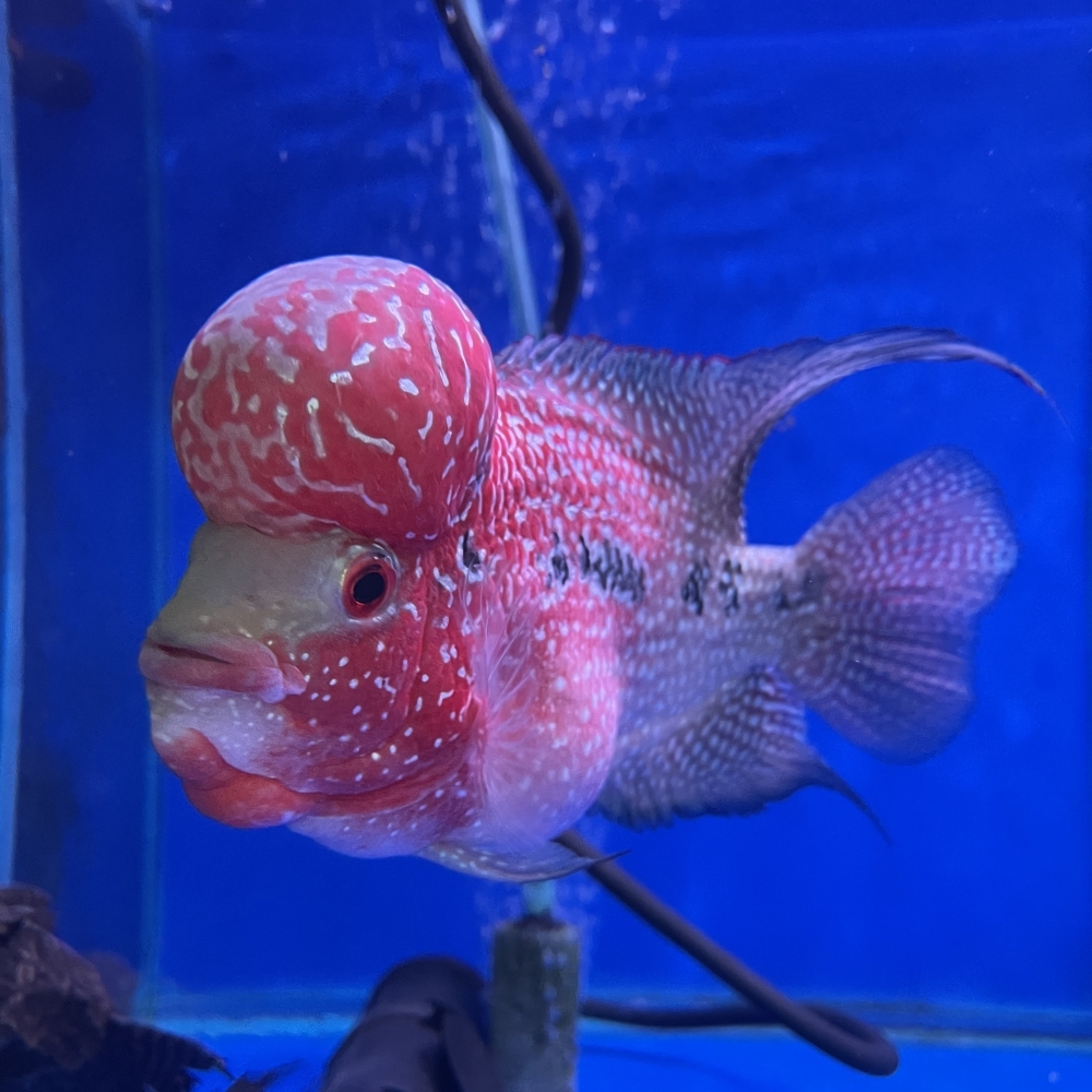 花羅漢