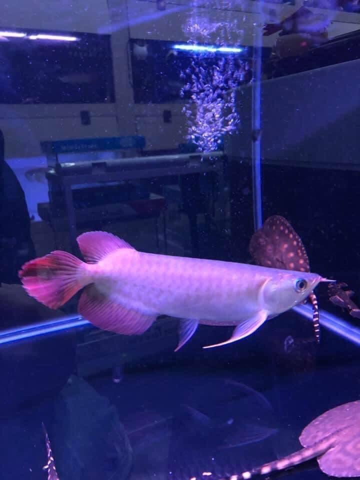 紅寶石辣椒紅龍