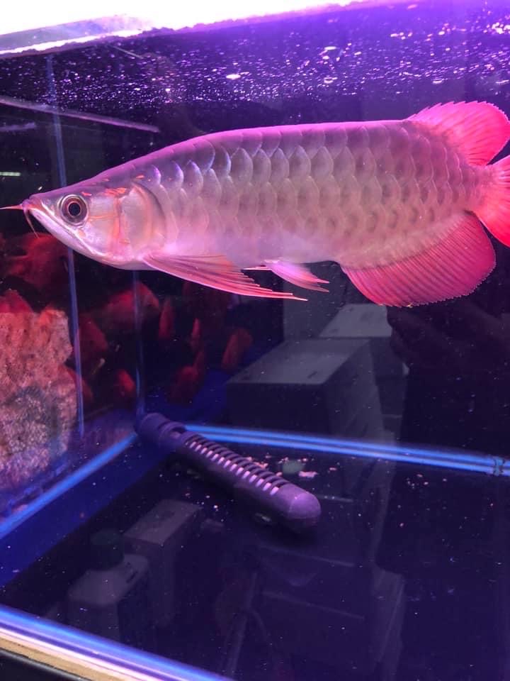 紅寶石辣椒紅龍