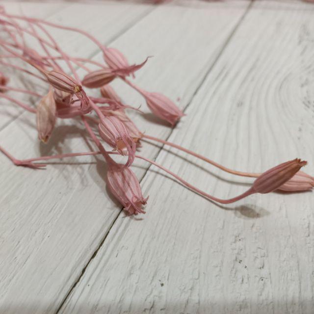 桃粉/天藍/鵝黃-乾燥花 麥仙翁小風鈴 大地農園