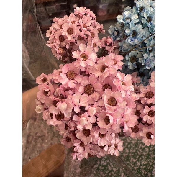 65-70個花頭-乾燥花-法國白梅 永生花 手作 盆花