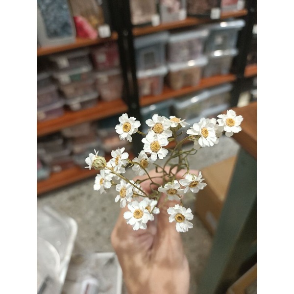 65-70個花頭-乾燥花-法國白梅 永生花 手作 盆花