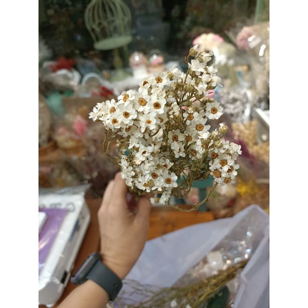65-70個花頭-乾燥花-法國白梅 永生花 手作 盆花