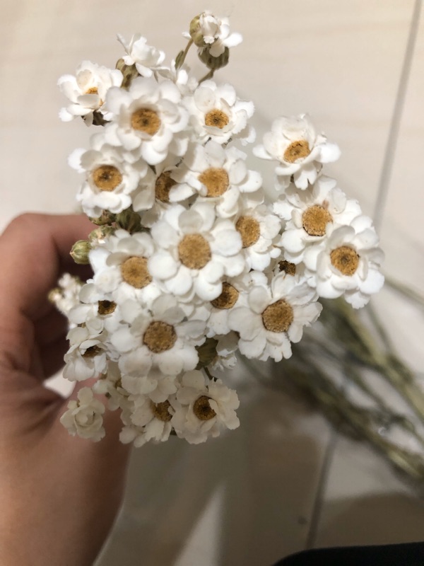 65-70個花頭-乾燥花-法國白梅 永生花 手作 盆花