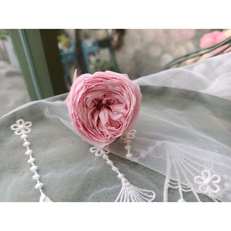 永生花-大地農園 庭園玫瑰4-5cm