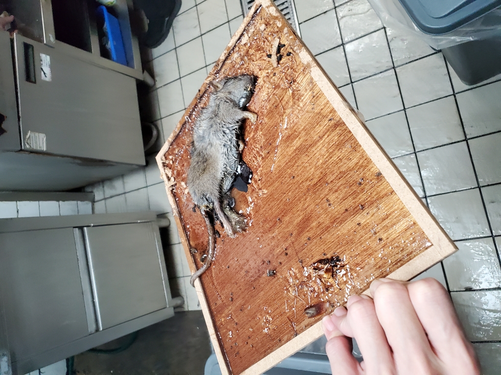 餐廳進行鼠害防治工程 | 台北老鼠防治