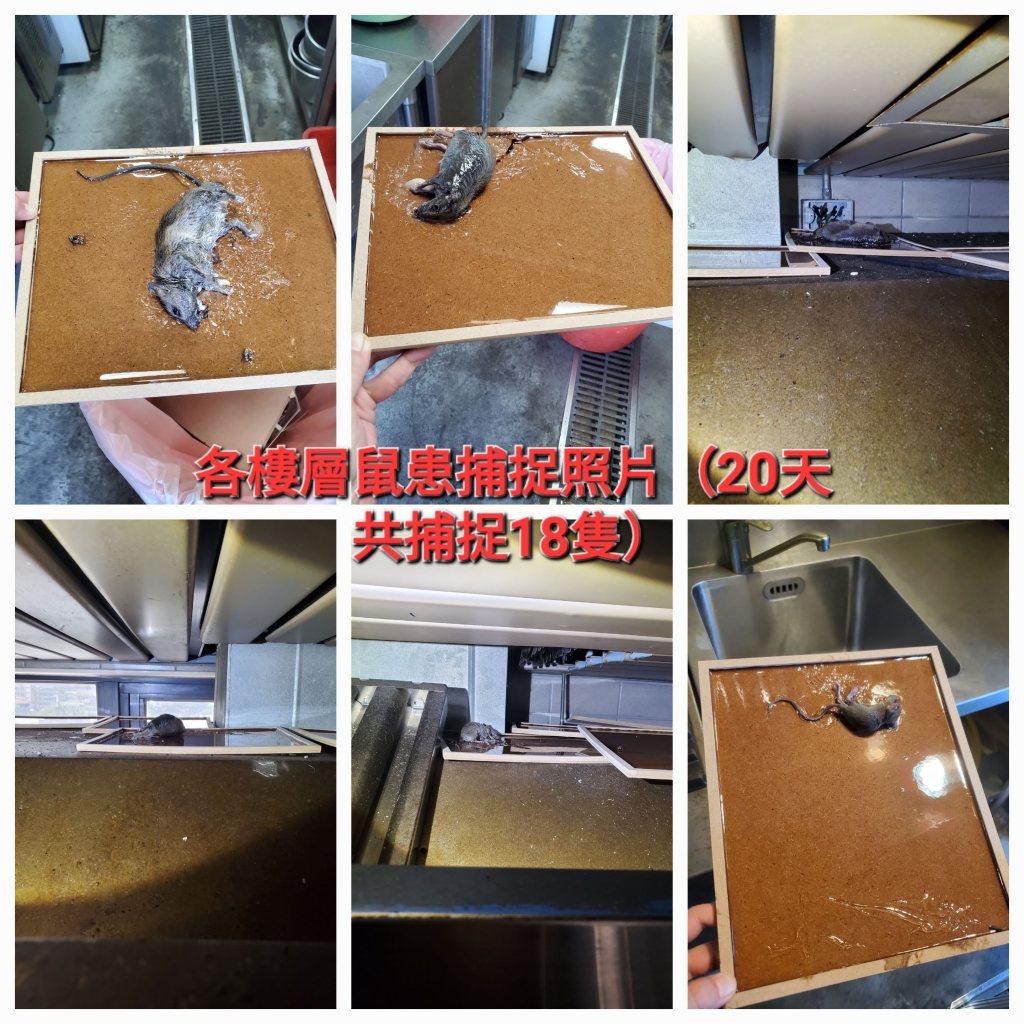 新北市政府警察局汐止分局整棟鼠害防治 | 台北除老鼠