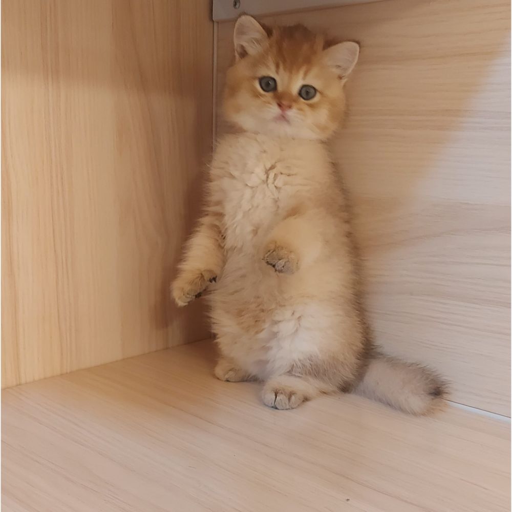 英國短毛貓金漸層/幼貓買賣