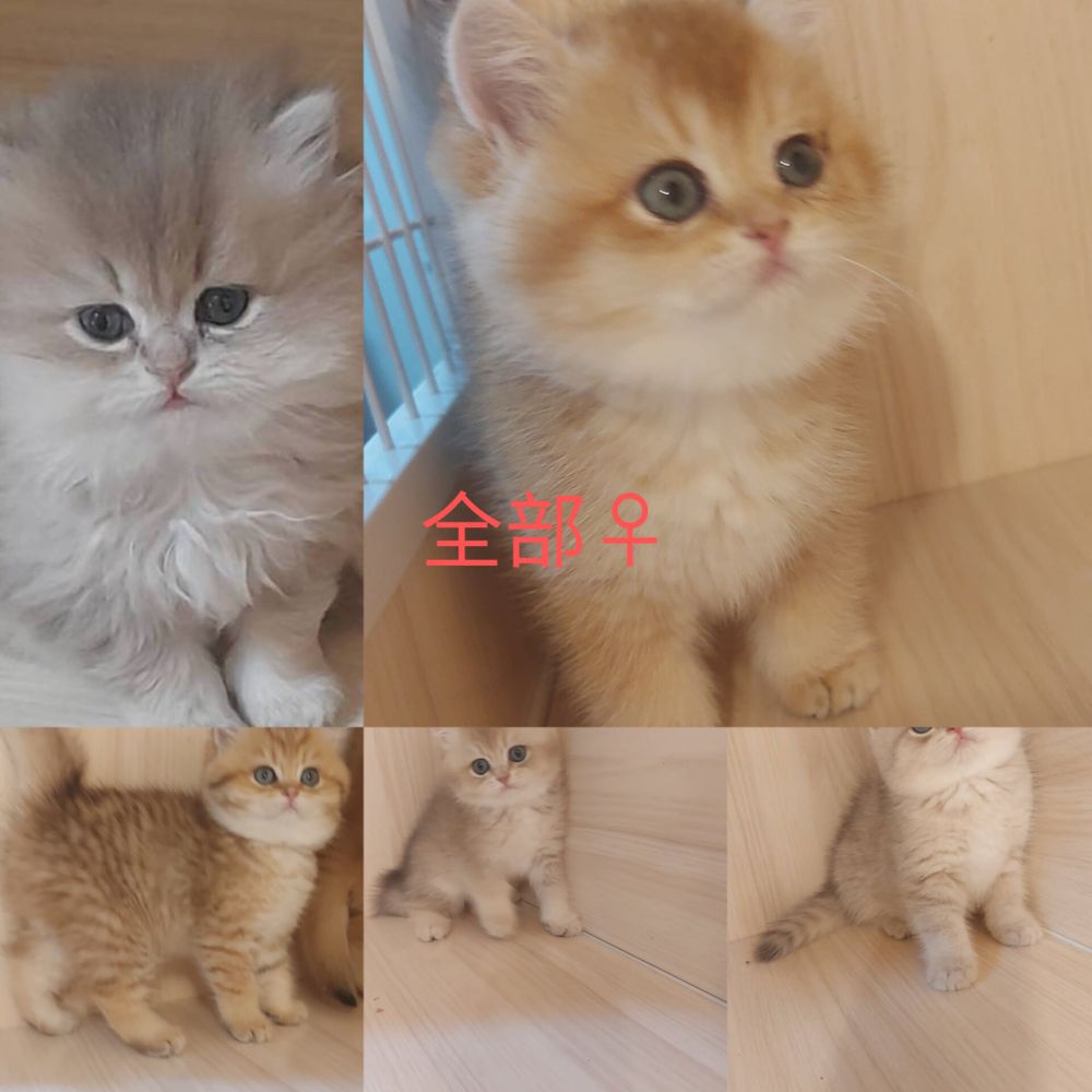 英國短毛貓/金漸層幼貓/紫金漸層幼貓買賣