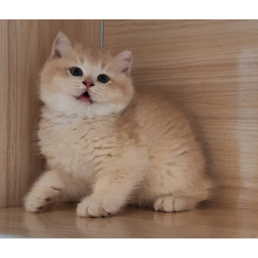 紫金漸層弟弟/紫金漸層幼貓