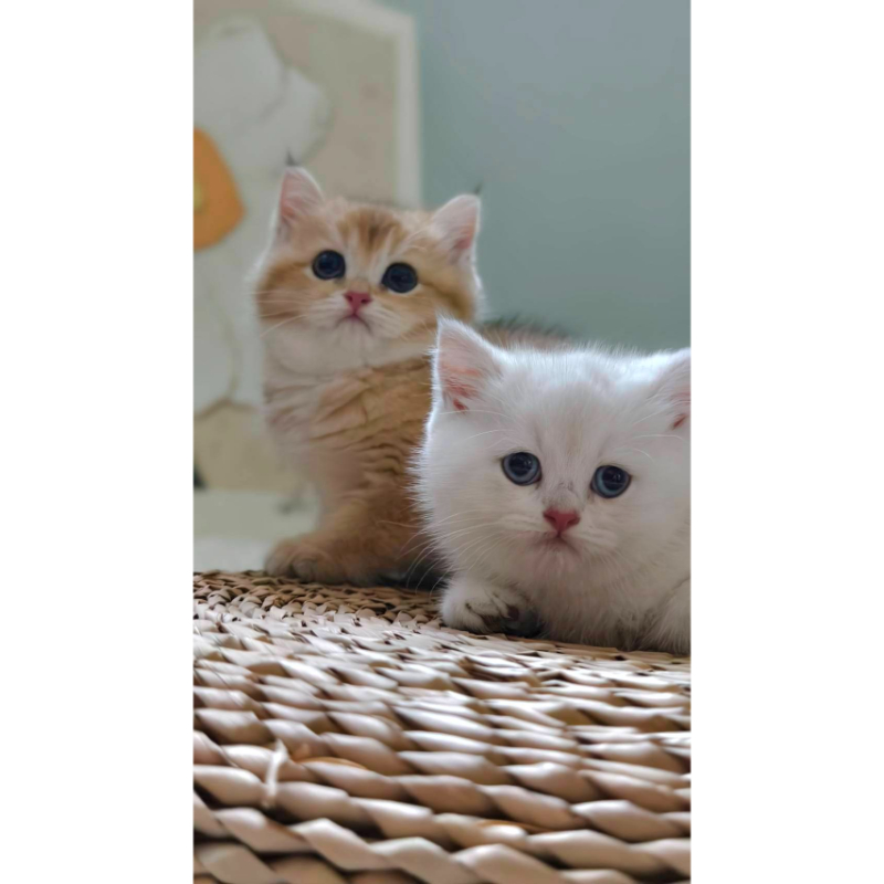 金漸層幼貓/金漸層幼貓買賣