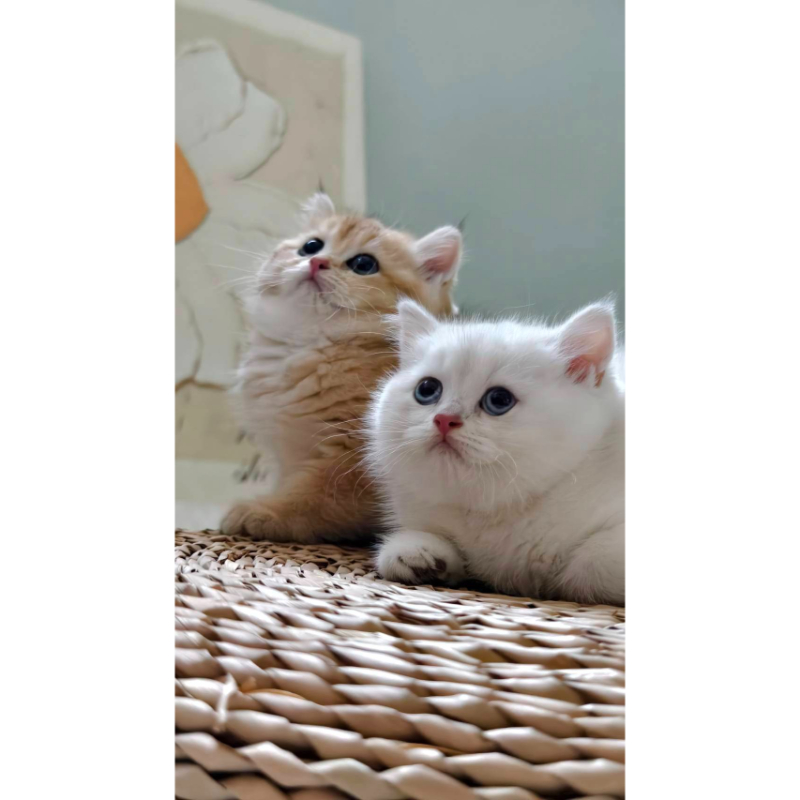 金漸層幼貓/金漸層幼貓買賣