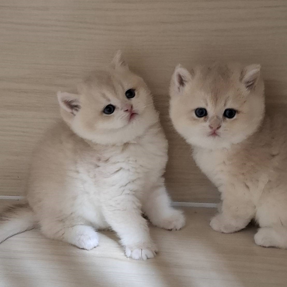 藍金漸層12色大頭版妹妹