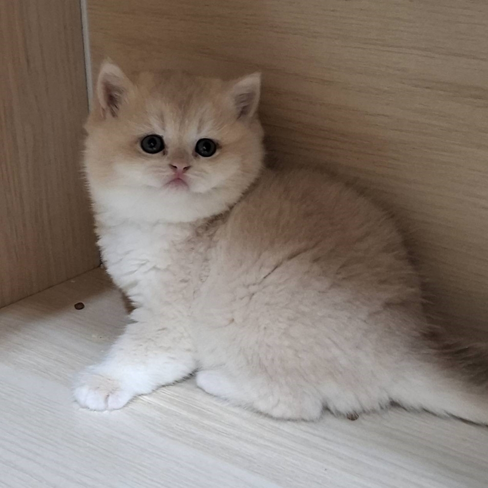 藍金漸層12色大頭版妹妹