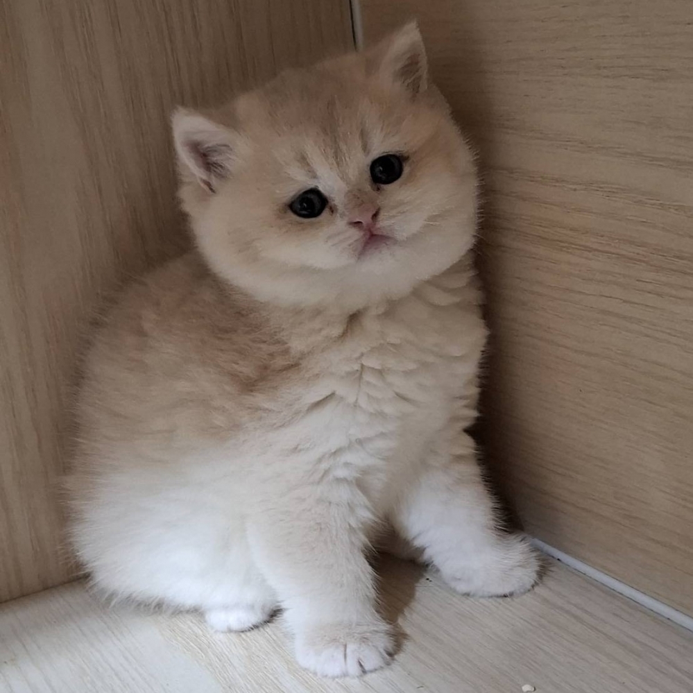 藍金漸層12色大頭版妹妹