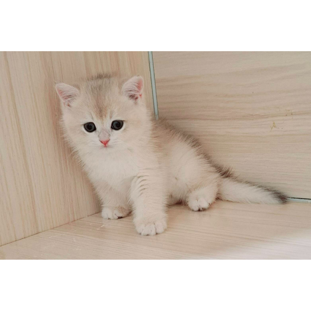 金漸層弟弟/藍金漸層弟弟