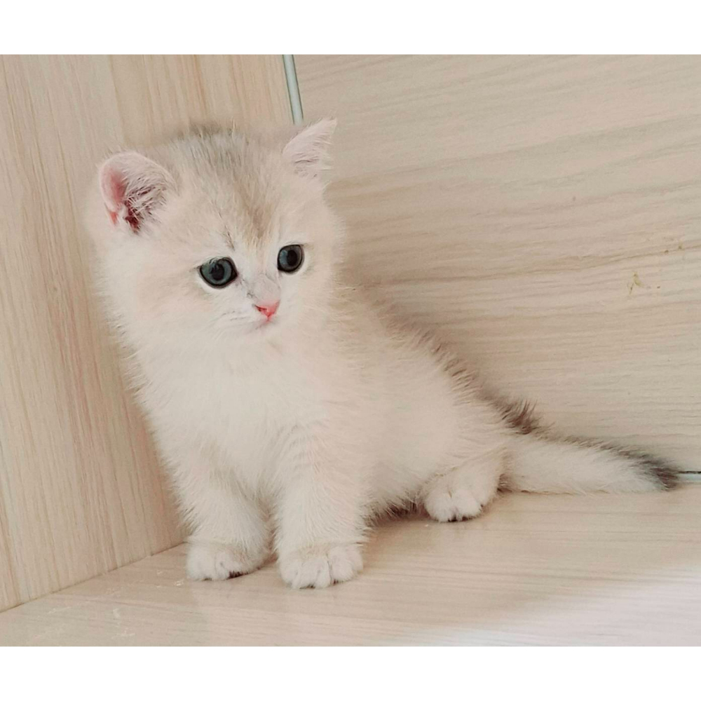 金漸層弟弟/藍金漸層弟弟