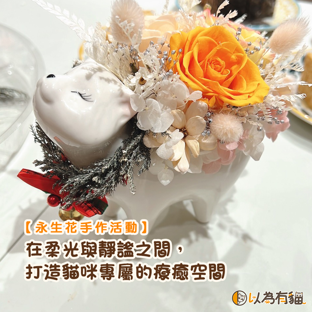 在柔光與靜謐之間,打造貓咪專屬的療癒空間