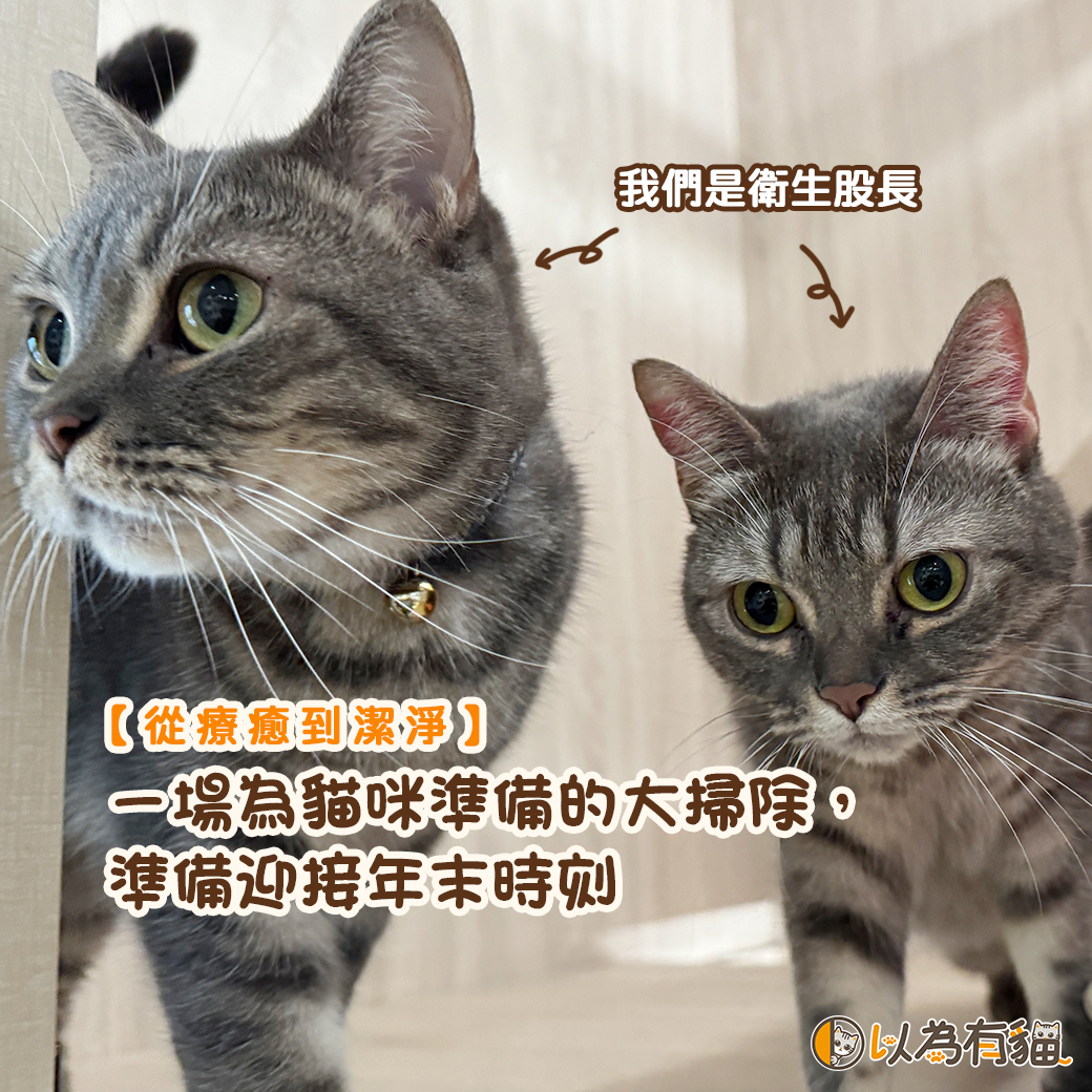 一場為貓咪準備的大掃除，準備迎接年末時刻 