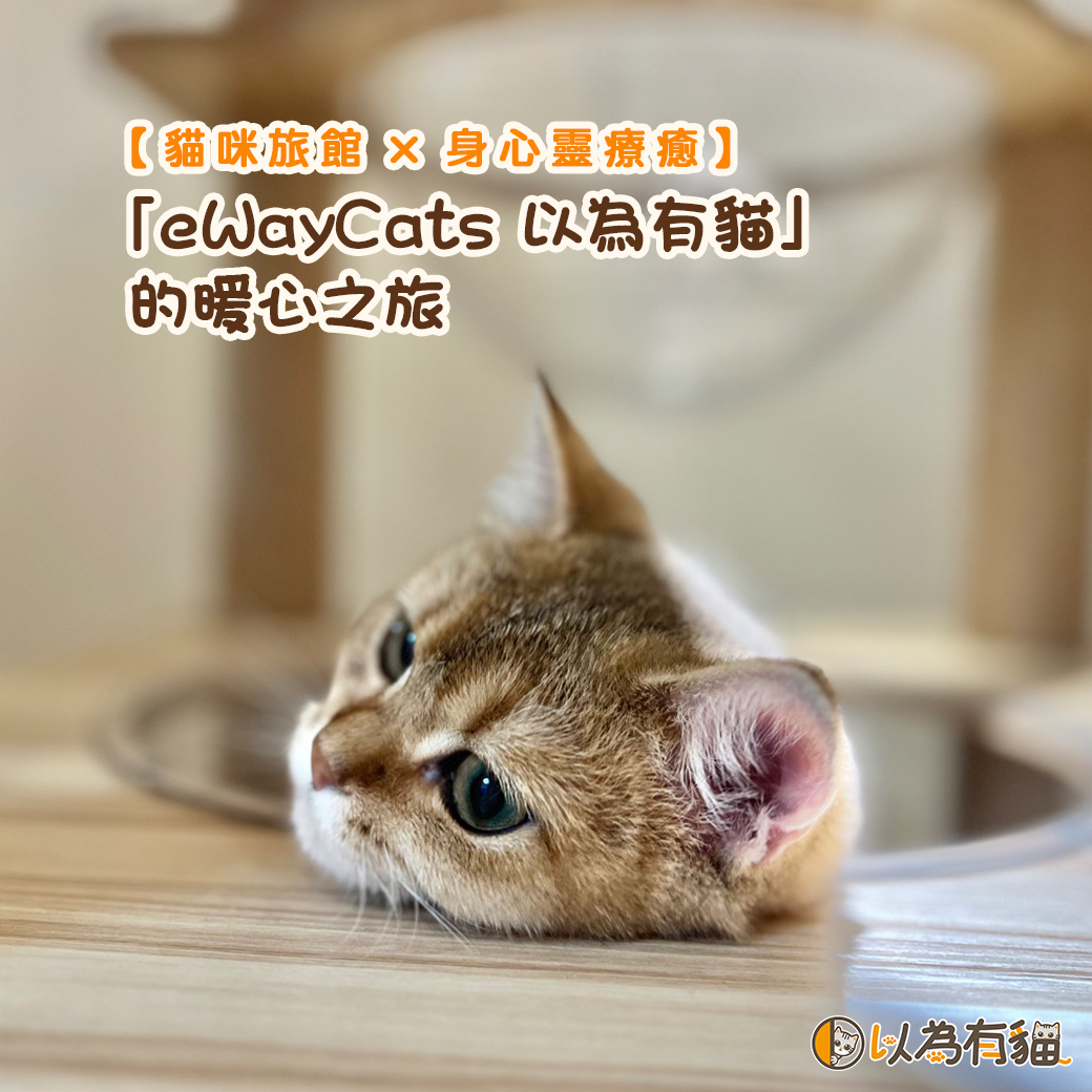 貓咪旅館×身心靈療癒:「eWayCats 以為有貓」的暖心之旅