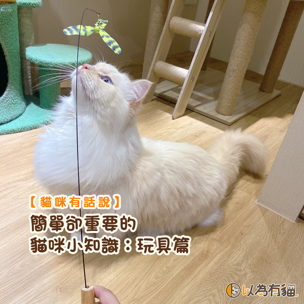 簡單卻重要的貓咪小知識：玩具篇