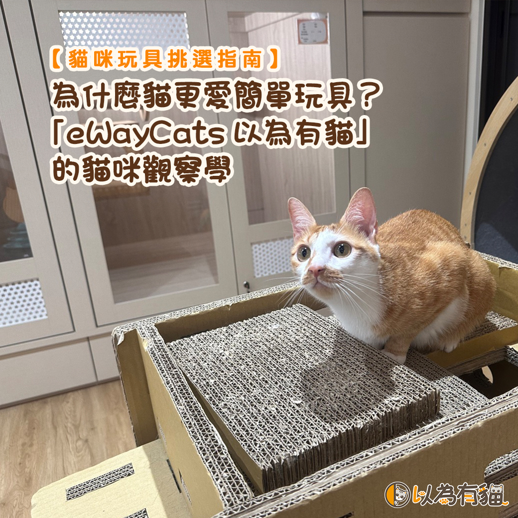 為什麼貓更愛簡單玩具？「eWayCats以為有貓」的貓咪觀察學