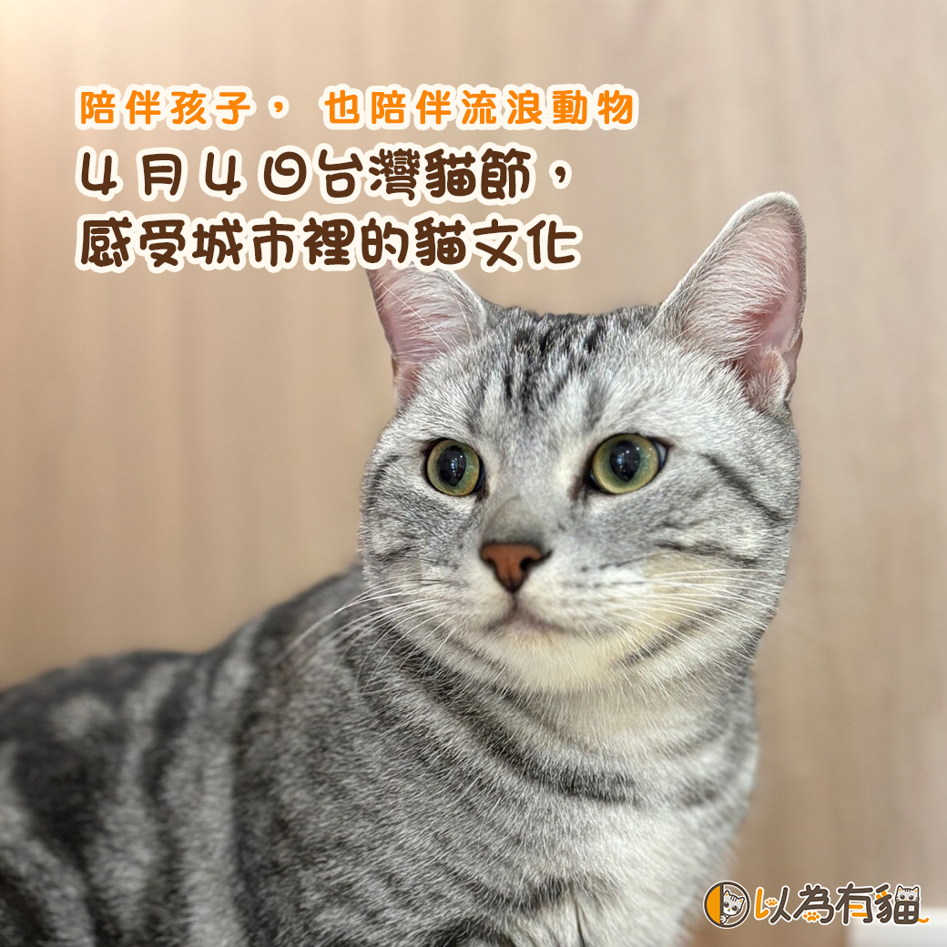 陪伴孩子,也陪伴流浪動物:4月4日台灣貓節,感受城市裡的貓文化