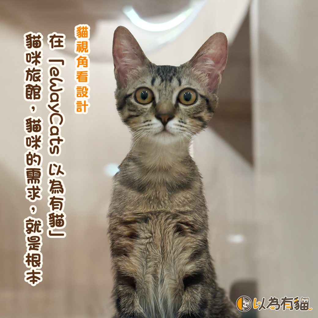 貓視角看設計:以貓為本的「eWayCats 以為有貓」貓咪旅館