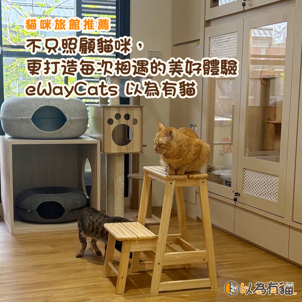 不只照顧貓咪,更打造每次相遇的美好體驗|eWayCats 以為有貓